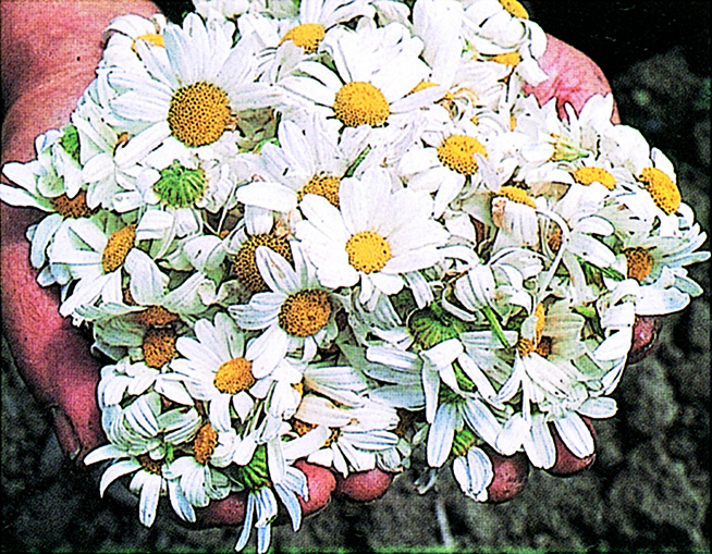 知ってた 天然素材 の蚊取り線香の作り方 Gp