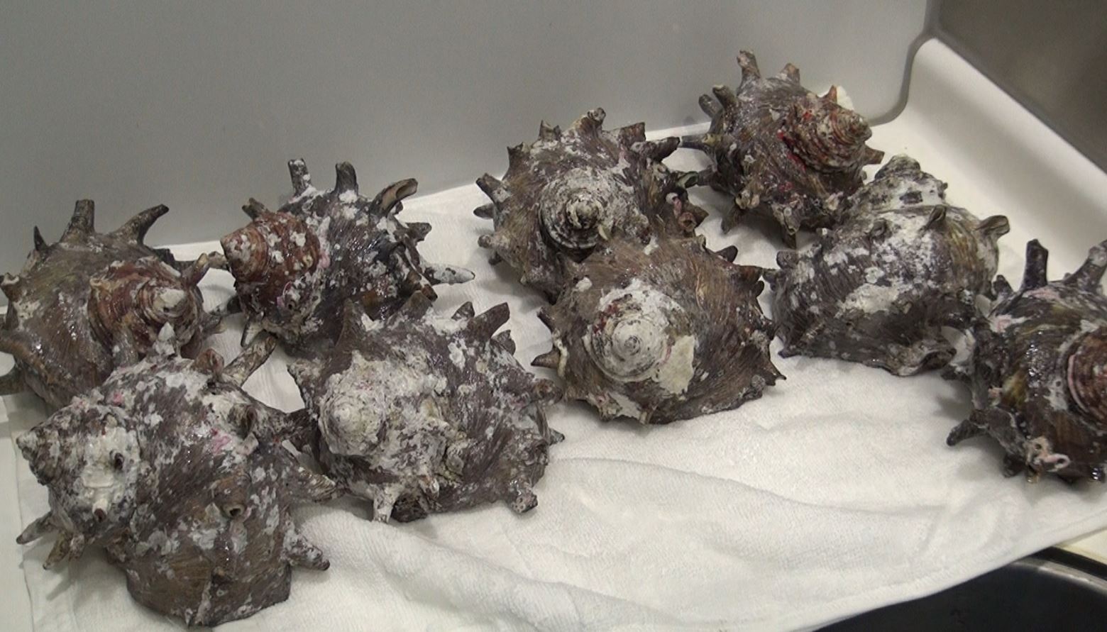 ココロが和む貝殻から聴こえる音楽 サザエ ラジオ Gp