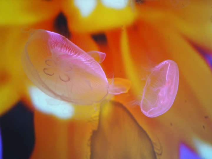 蜷川実花の幻想的な世界に浸れる すみだ水族館 のクラゲアート Gp