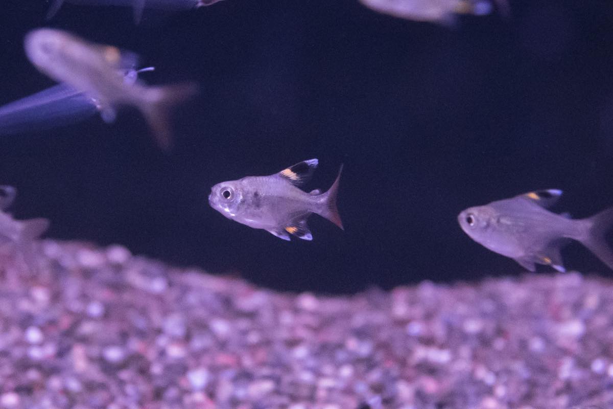 アマゾン川の生態系を日本で再現 アクアリウム 夢中になれる趣味時間 Gp Part 3