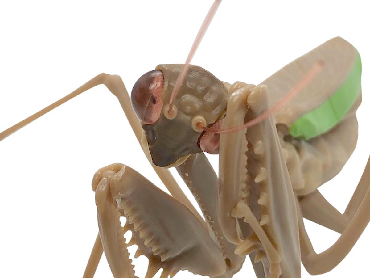 ガチャから出てくるリアルなオオカマキリ サイズは実物の約2倍 Gp Part 2