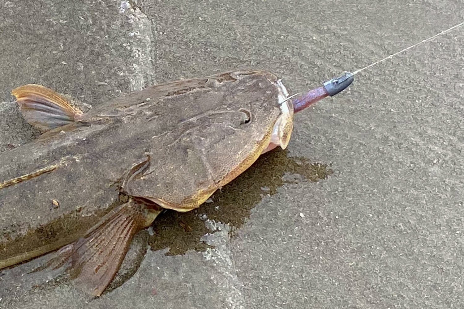 街のそばを流れる河口で 怪魚 とプロフィッシャーの底力を知るの巻 Gp